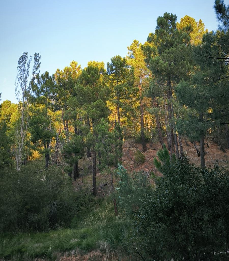 bosque